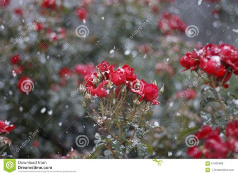 Red Roses In The Snow Stock Photo Image Of Delicate 61400466