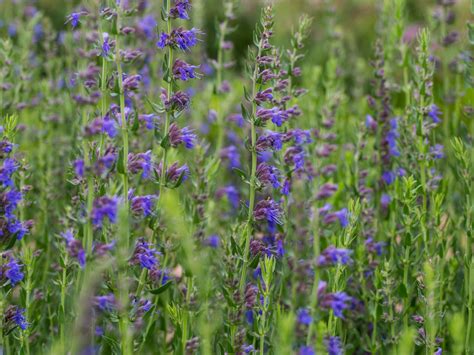 Jsou pro vás připraveny inspirace se svítidly do kuchyní, ložnic, nebo dětských pokojů. Ysop (Hyssopus officinalis) - Schönste Stauden ...
