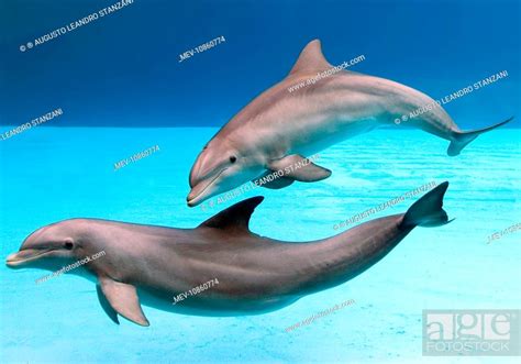 Bottlenose Dolphins Dancing Underwater Tursiops Truncatus Stock