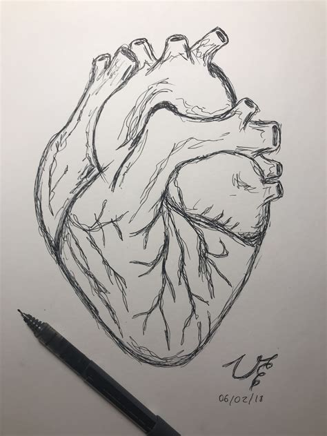 Human Heart Drawing Human Heart Drawing Heart Drawing Pencil Art