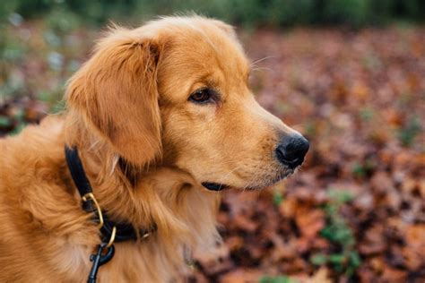 All About Golden Retrievers Canadian Dogs