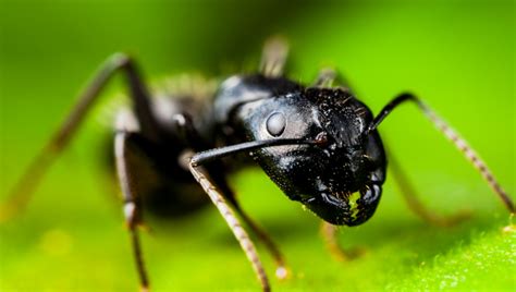 Check spelling or type a new query. Carpenter Ants • Some Comfort Pest Control