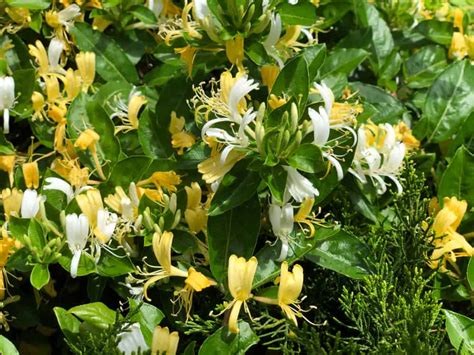 How To Plant Honeysuckle In Your Garden Tricks To Care