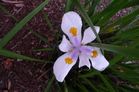 My California Garden In Zone 23 Dietes African Iris