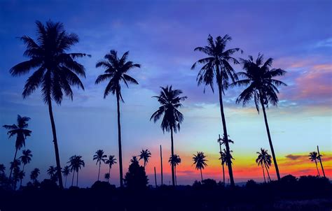 Wallpaper Sea Beach Summer Sunset Palm Trees Shore