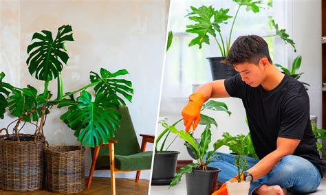 9 Ways How To Grow Healthy Plants At Home Lumina Homes
