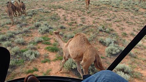 New Judas Camel Landscape South Australia Alinytjara Wilurara