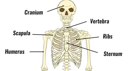 The Human Skeleton Diagram Structure And Function