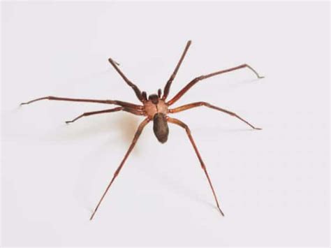 The 5 Most Dangerous Spiders In South Africa To Know