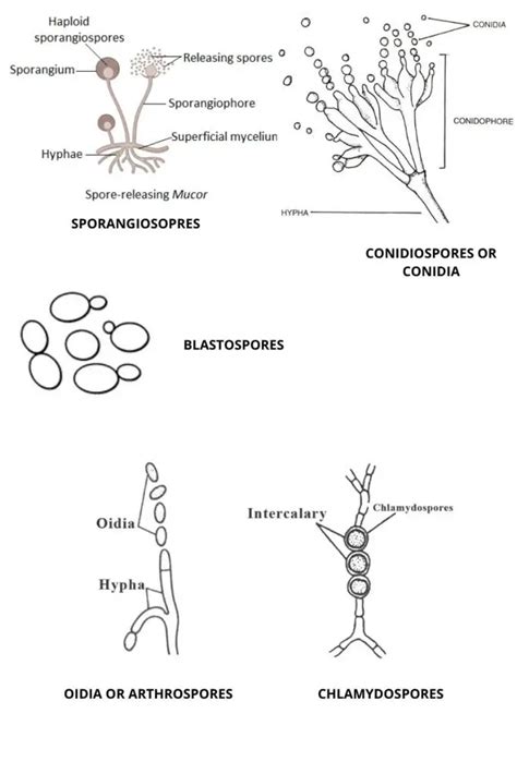Reproduction Of Fungi Sexual Asexual And Vegetative Reproduction