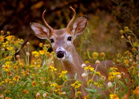 Young Buck In Yellow Flowers Yellow Flowers Baby Animals Young Buck