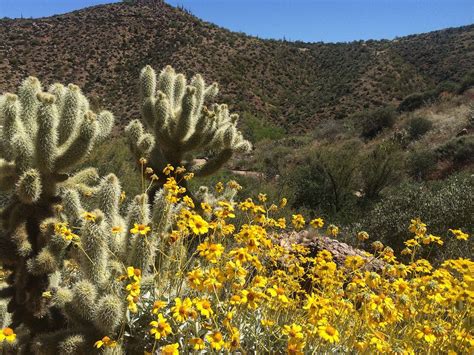 Sonoran Desert Wildflowers The Wildflowers Of The Sonoran Desert
