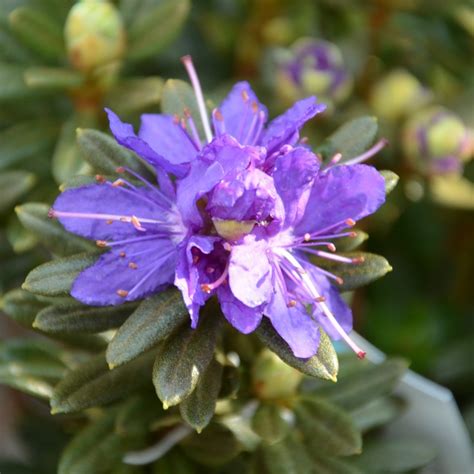 Rhododendron Azurika Dwarf Upright Bushy Evergreen Purple Flowering