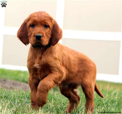 Irish Setter Puppies For Sale Greenfield Puppies