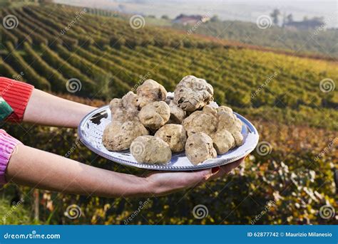 White Truffles From Piedmont On The Tray In The Background Hills Stock