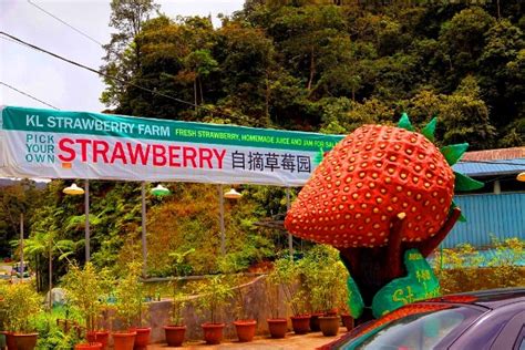 All things to do in cameron highlands. Ladang Strawberry Cameron Highland? Wah manisnya! 10 ...