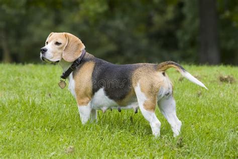 Adult Beagle Female Stock Photo Image Of Thoroughly 16237380