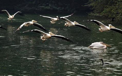 H5n8 is typically not associated with humans. DADF secretary reviews incidence of H5N8 in wild and migratory birds - India News