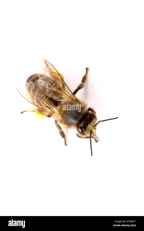 Honeybee Worker Apis Mellifera Stock Photo Alamy