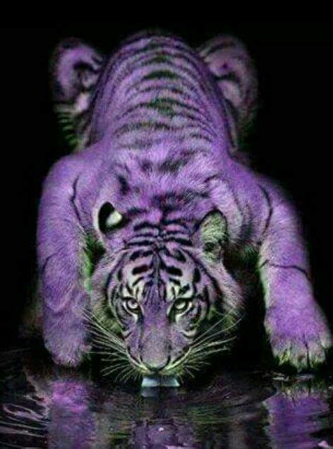 Purple Tiger Pictures Animals Rare Animals