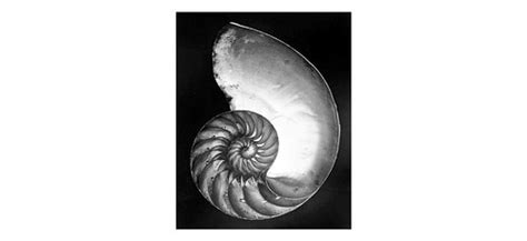 Chambered Nautilus Shell 1927 Edward Weston Angel Colon Flickr
