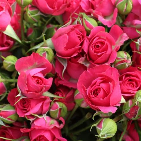 Cherry Colorosa Spray Roses Florabundance Wholesale Flowers