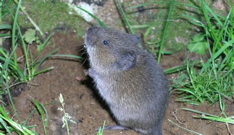 It's helpful to know that mice living in your apartment or house generally occupy a. Voles in the garden - Gardening in Washington State ...