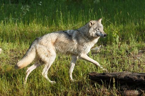 Restore Wolves Or Slaughter Deer To Save Japanese Forests