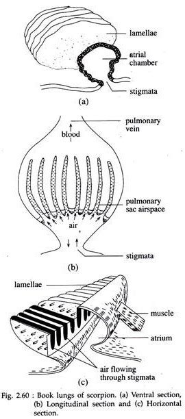 Process Of Respiration In Scorpions Class Arachnida