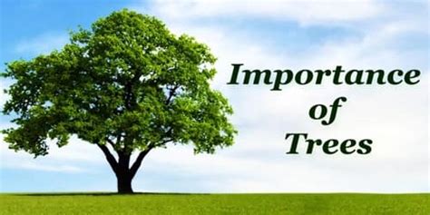 Importance Of Trees Zoefact