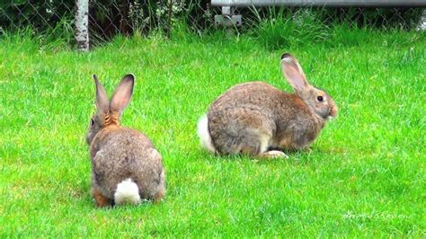 Generally, these are the ones you purchase from a store, though some manufacturers make natural products. Rabbit Repellent for Gardening Seed - Homemade Rabbit ...