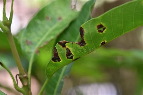 Gloeosporium Leaf Spot On Mango Tree Mango Leaves Infected By