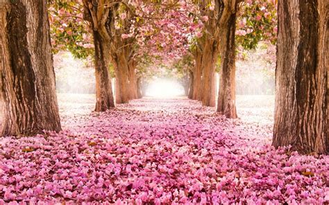 Pink Indus Flowers Path Trees Beautiful Scenery Wallpaper Flowers
