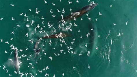 Dead Brydes Whale Found Near Shenzhen Authorities Investigating If It