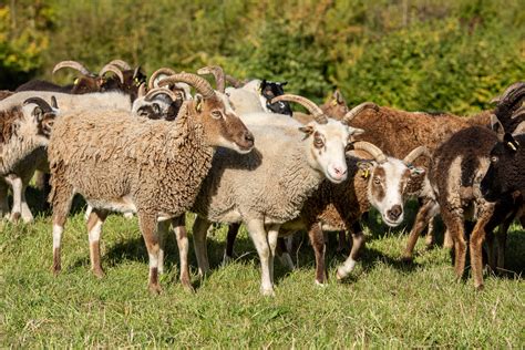 A Flock Of Soay Sheep Severn Gorge Countryside Trust