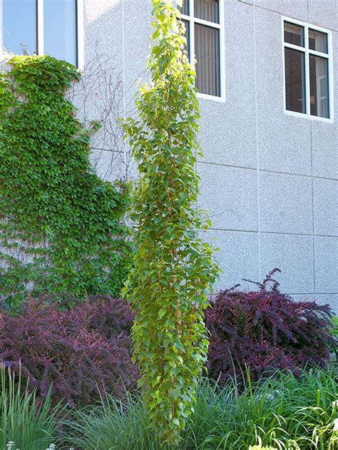 Columnar Trees For Small Gardens G4rden Plant