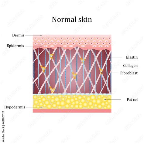 Structure Human Skin With Collagen And Elastin Fibers Fibroblasts