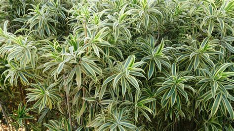 Dracena reflexa variegata como cuidar e fazer mudas! File:Dracaena reflexa Song of India 2.jpg - Wikimedia Commons