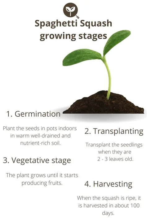 How Do You Grow Spaghetti Squash Essential Garden Guide