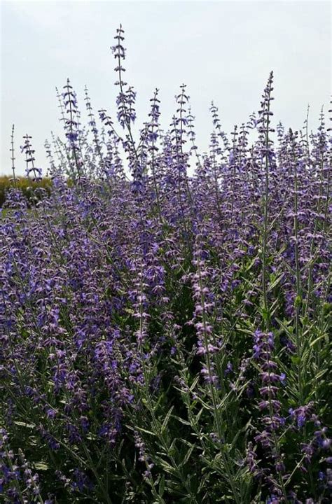 Plant Of The Week Denim N Lace Russian Sage Grimms Gardens