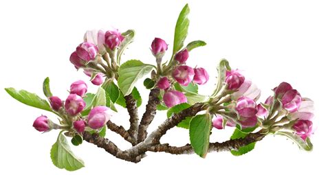 Apple Blossom Flower Tree Free Photo On Pixabay Pixabay