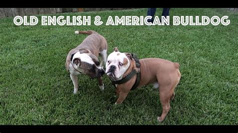 We went to petsmart to get him his. Old English & American Bulldog - YouTube