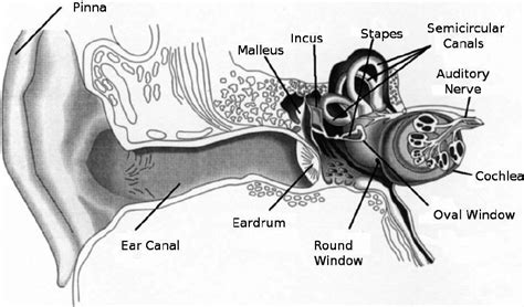 Outer Middle And Inner Ear Download Scientific Diagram