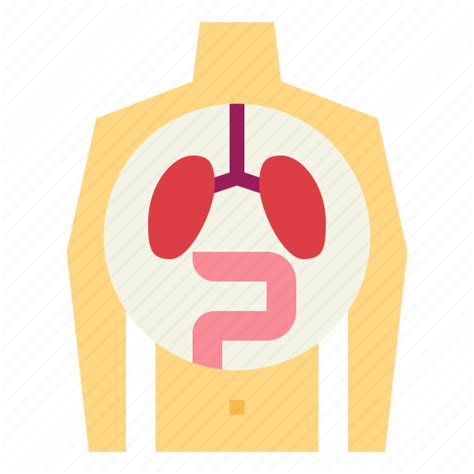 Human Medical Organ Physiology Icon Download On Iconfinder