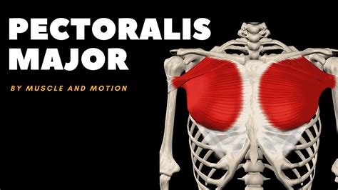 The Pectoralis Major Muscle Origin Insertion And Actions Youtube
