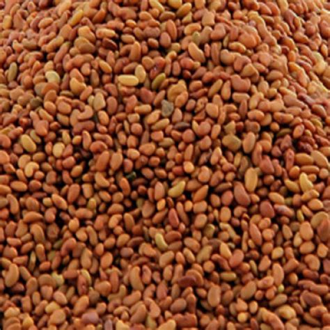 Best Quality Alfalfa Seed Whole In Ca And Usa
