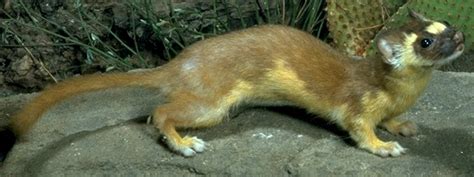 Long Tail Weasel Diet Rutrackerhope