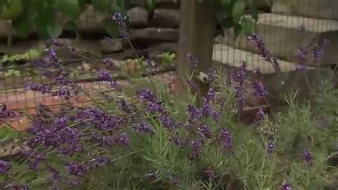 The beauty of a permaculture garden is that there is no one way to go about establishing yours. Backyard Permaculture Vegetable Garden - YouTube