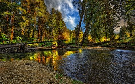 Forest Hdr River Trees Wood Scenery Landscape Hd Wallpaper