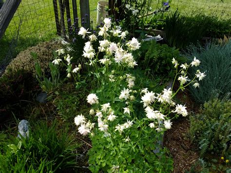 Be sure to pick plants that bloom from early spring to fall. More bee attractive flowers, Quadra Island, BC Canada ...